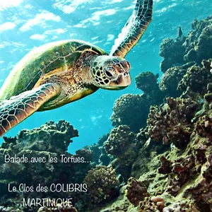 Pamplemousse Avec Piscine Privative , Dans Parc Calme à 500 M Le Carbet